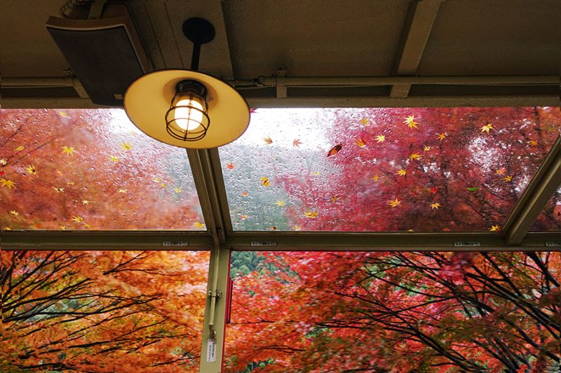 Fall Indoor light